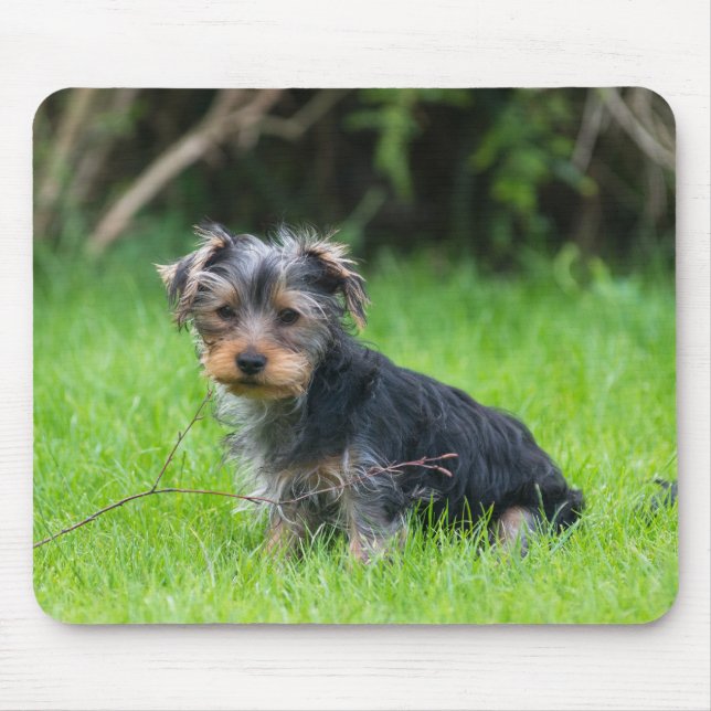 Mousepad Filhote fofo bonito yorkie com expressão triste (Frente)