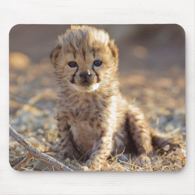 Mousepad Filhote macho de chita com 19 dias de idade (Frente)