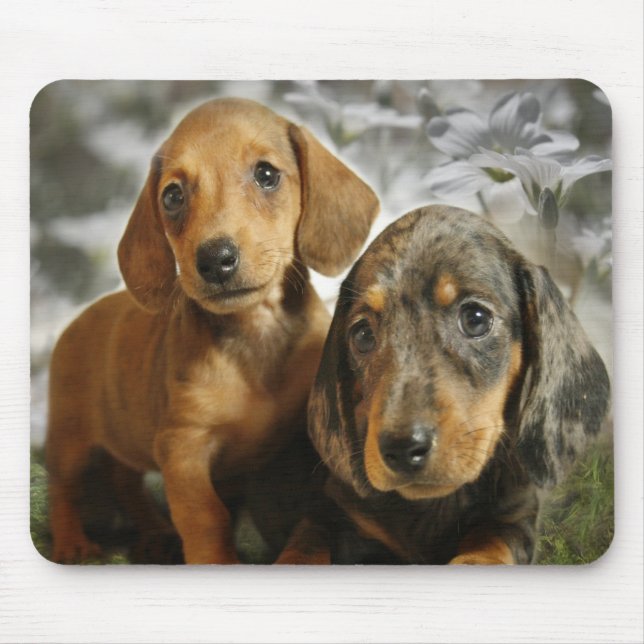Mousepad Filhotes de cachorro bonitos do Dachshund (Frente)