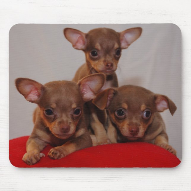 Mousepad Filhotes de cachorro da chihuahua (Frente)