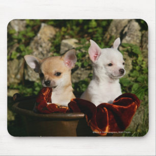Mousepad Filhotes de cachorro da chihuahua