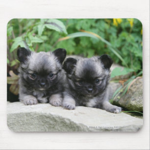 Mousepad Filhotes de cachorro de cabelos compridos da