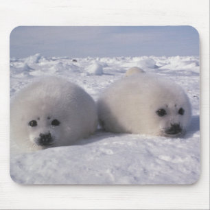 Mousepad Filhotes de cachorro de selo da harpa do selo de