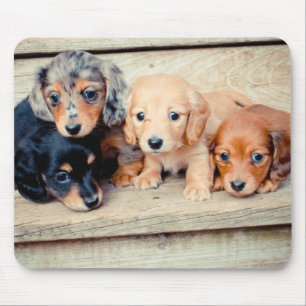 Mousepad Filhotes de cachorro do Dachshund