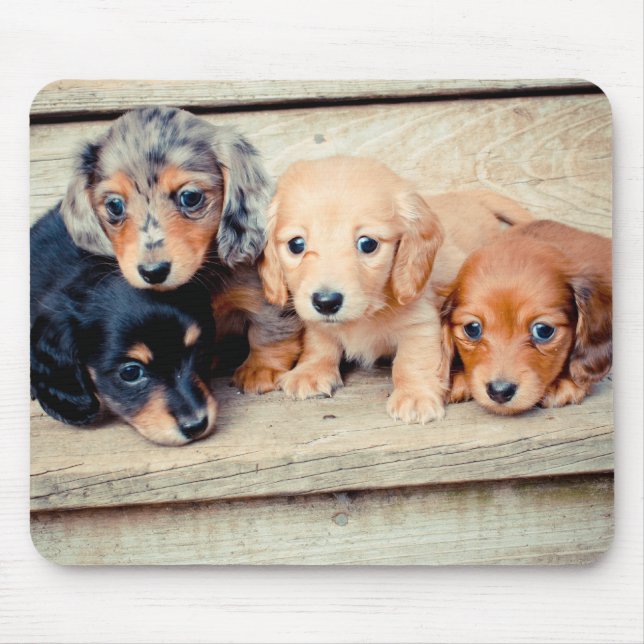 Mousepad Filhotes de cachorro do Dachshund (Frente)