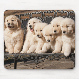 Mousepad Filhotes de cachorro do golden retriever