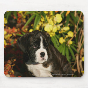 Mousepad Filhotes de cachorro do pugilista