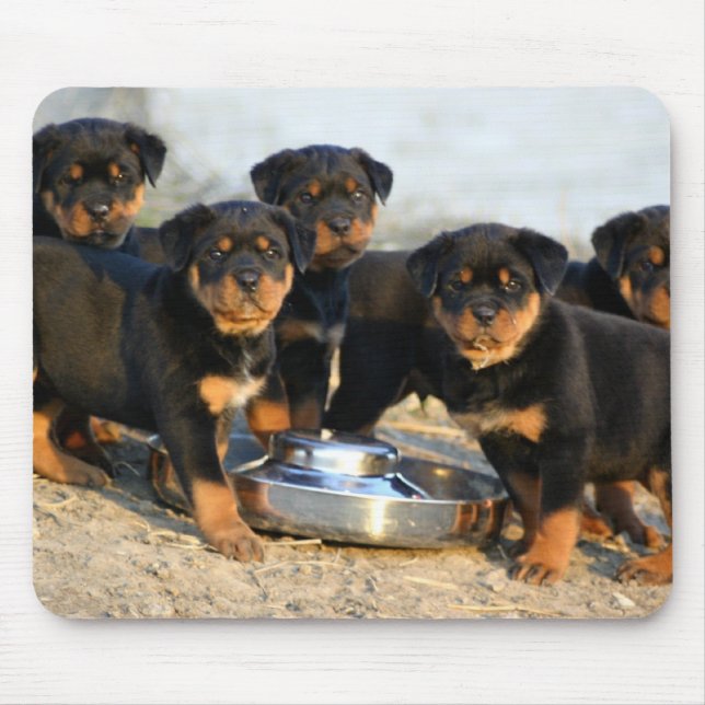 Mousepad filhotes de cachorro do rottweiler (Frente)