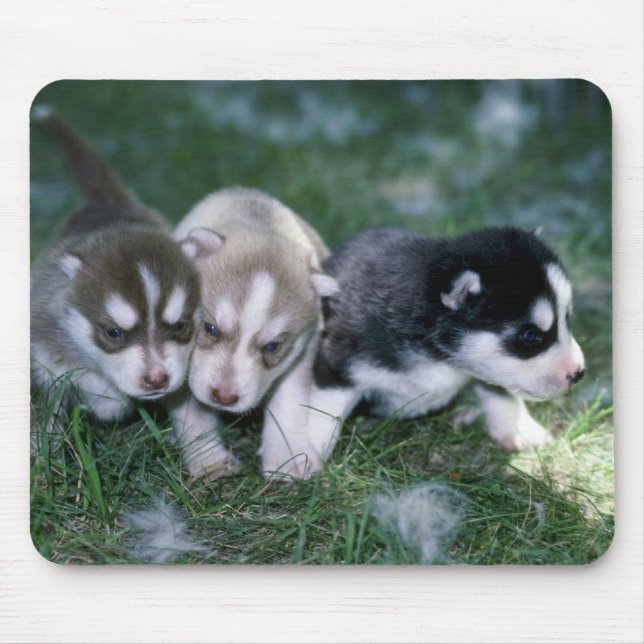 Mousepad Filhotes de cachorro do rouco Siberian, 3 semanas (Frente)