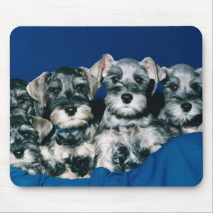 Mousepad Filhotes de cachorro do Schnauzer diminuto