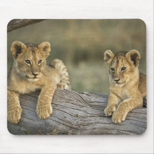 Mousepad Filhotes de Leão em Tronco