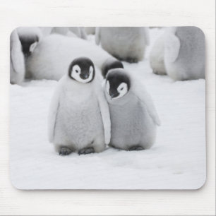 Mousepad Filhotes de Pinguim Imperador no Gelo na Antártida