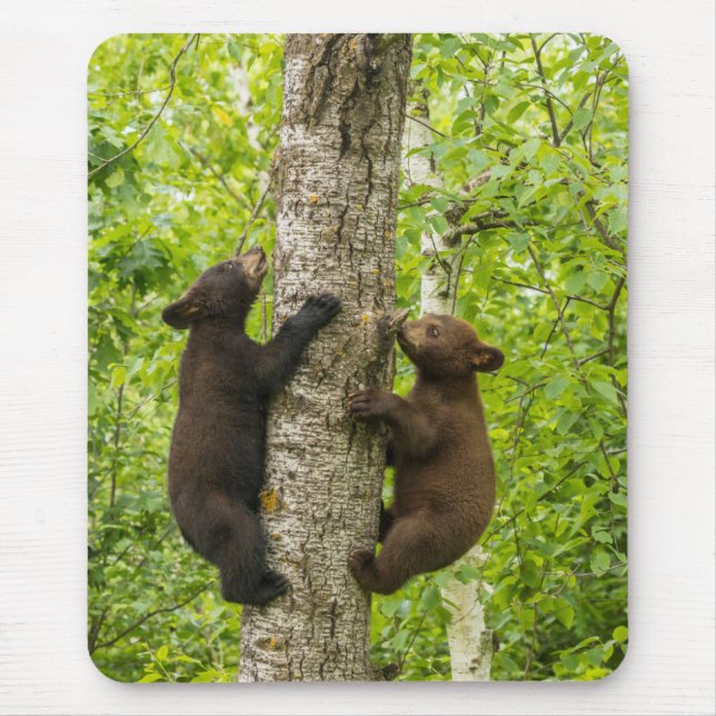 Mousepad Filhotes de Urso Negro Subindo Árvore (Frente)