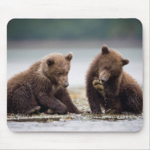 Mousepad Filhotes de Urso Pardo pelo Córrego