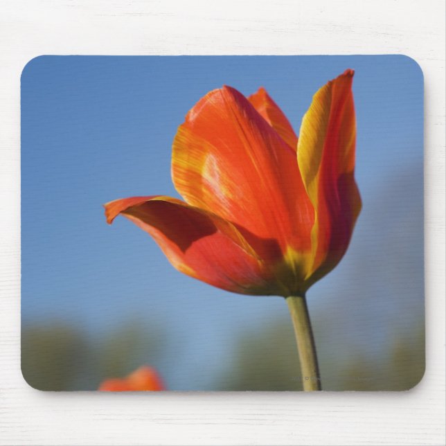 Mousepad Fim-acima de flores da tulipa (Frente)