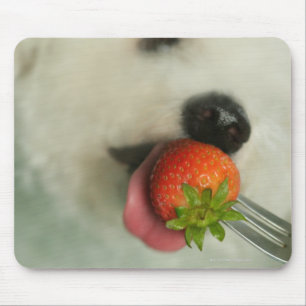 Mousepad Fim-acima de um Bichon Frise que come uma morango