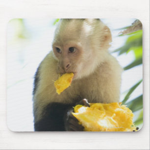Mousepad Fim-acima de um macaco do capuchin que come uma