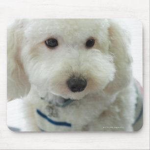 Mousepad Fim-acima de uma caniche diminuta