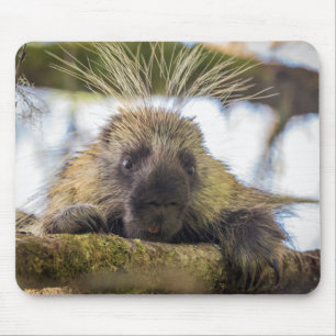 Mousepad Fim-acima do porco- em uma árvore