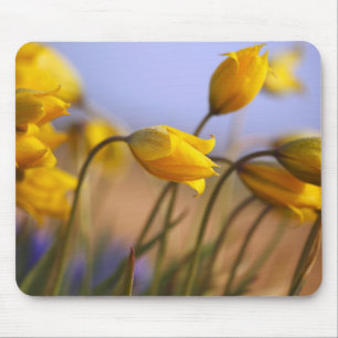 Mousepad Fim-acima dos daffodils