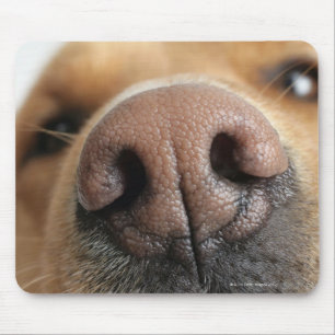 Mousepad Fim-acima extremo de um nariz de cão