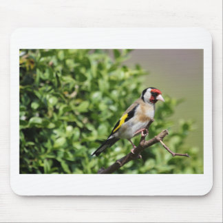Mousepad FInch