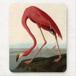 Mousepad Flamingo do americano de Audubon