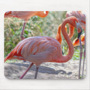 Mousepad Flamingo do Caribe