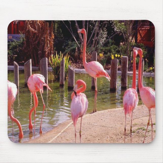 Mousepad Flamingos de Florida (Frente)