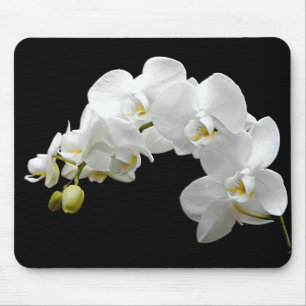 Mousepad Flor branca da orquídea
