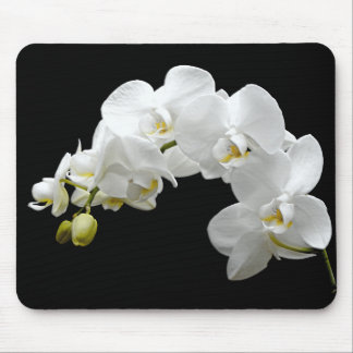 Mousepad Flor branca da orquídea