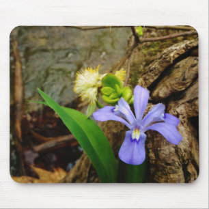 Mousepad Flor branca roxa azul com crista de íris de anão