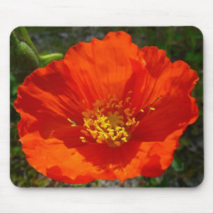 Mousepad Flor Colorido Vermelho do Alasca
