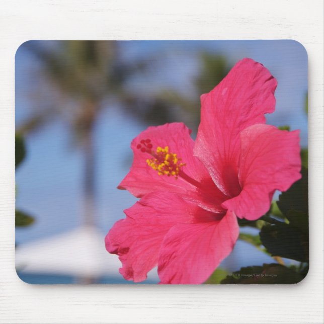 Mousepad Flor cor-de-rosa do hibiscus (Frente)