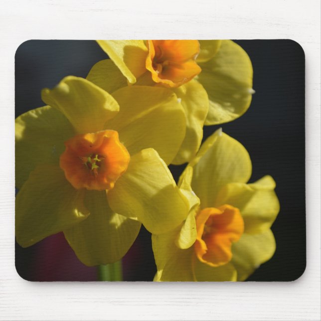 Mousepad Flor daffodilo amarelo-claro bonito (Frente)