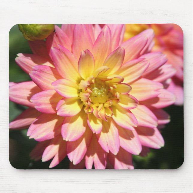 Mousepad Flor Dahlia, rosa-amarelo (Frente)
