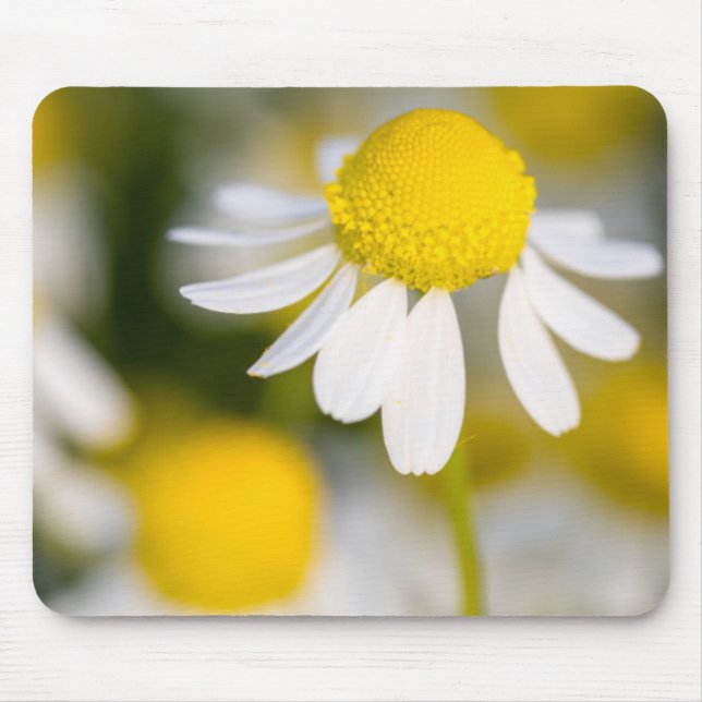 Mousepad Flor de camomila close-up, Hungria (Frente)