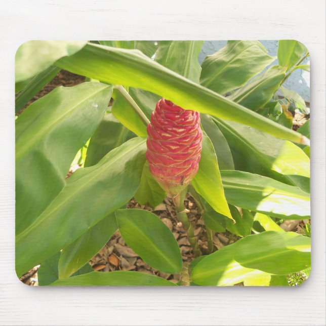Mousepad Flor de gengibre xampu (Frente)