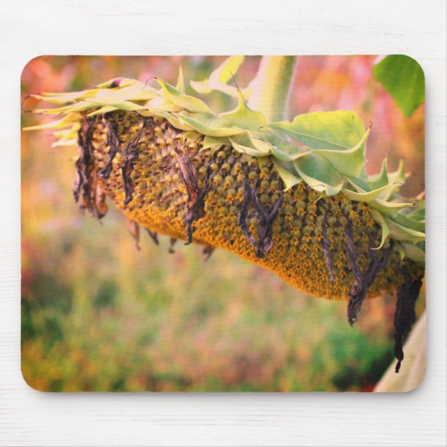 Mousepad Flor de Girassol Desvanecido (Frente)