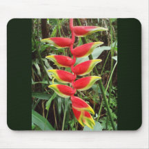 Flor de lagosta - Heliconia Rostrata