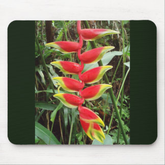 Mousepad Flor de lagosta - Heliconia Rostrata