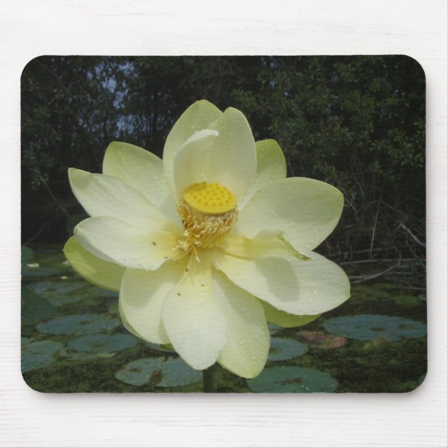 Mousepad Flor de Lotus amarela (Frente)