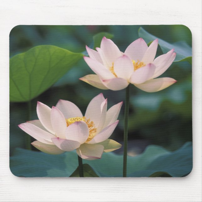 Mousepad Flor de lótus em flor, China (Frente)