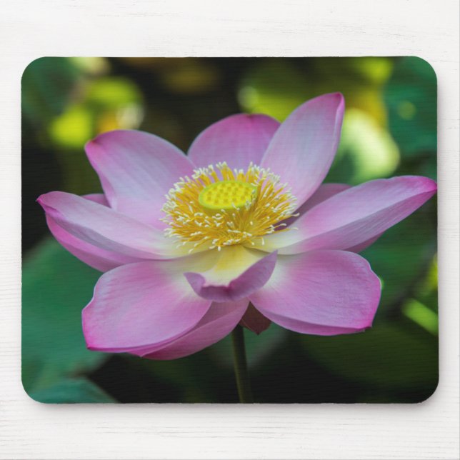 Mousepad Flor de lótus florescente, Indonésia (Frente)
