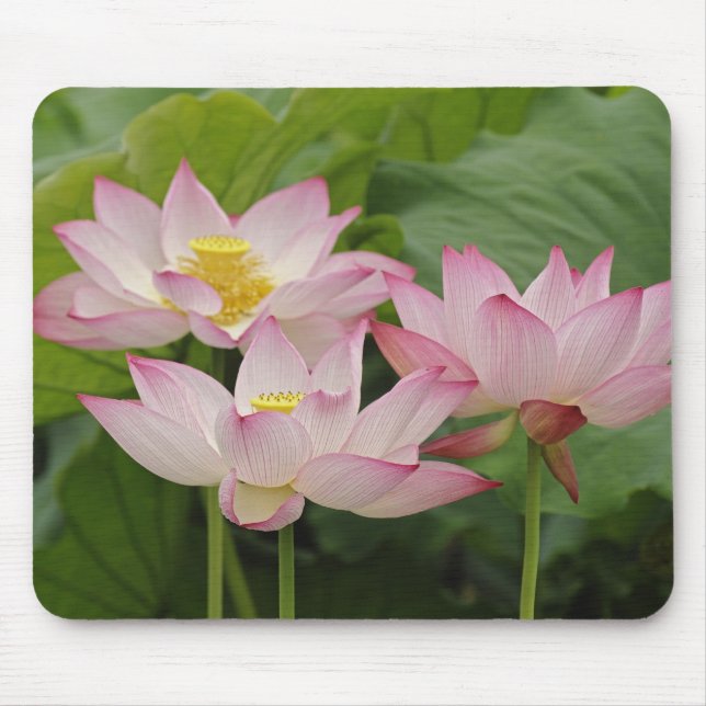 Mousepad Flor de lótus, Nelumbo nucifera, China 2 (Frente)