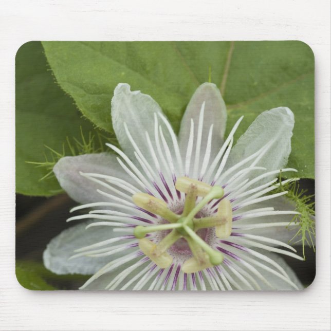 Mousepad Flor de Maracujá dos Galápagos Passiflora foetida (Frente)
