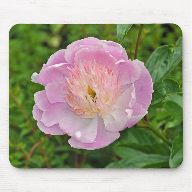 Mousepad Flor de pedônia rosa (Frente)