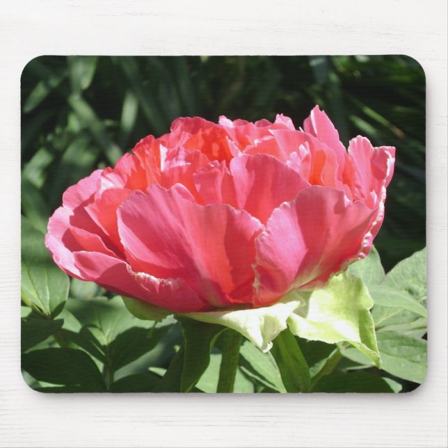 Mousepad Flor de Peony Rosa (Frente)