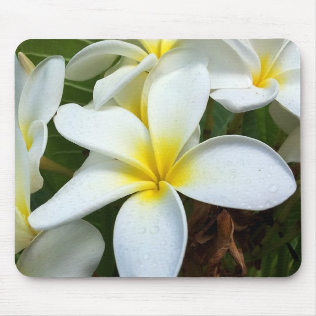 Mousepad Flor de Plumeria White Hawaii (Frente)