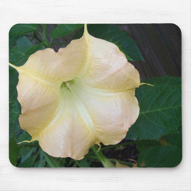 Mousepad flor de trombeta de anjos dourados de perto (Frente)